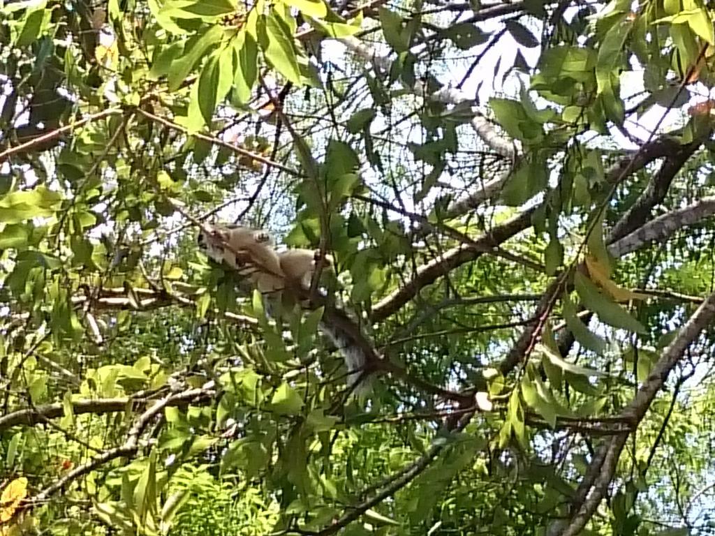 Isanka Lion Lodge Sigiriya Ngoại thất bức ảnh